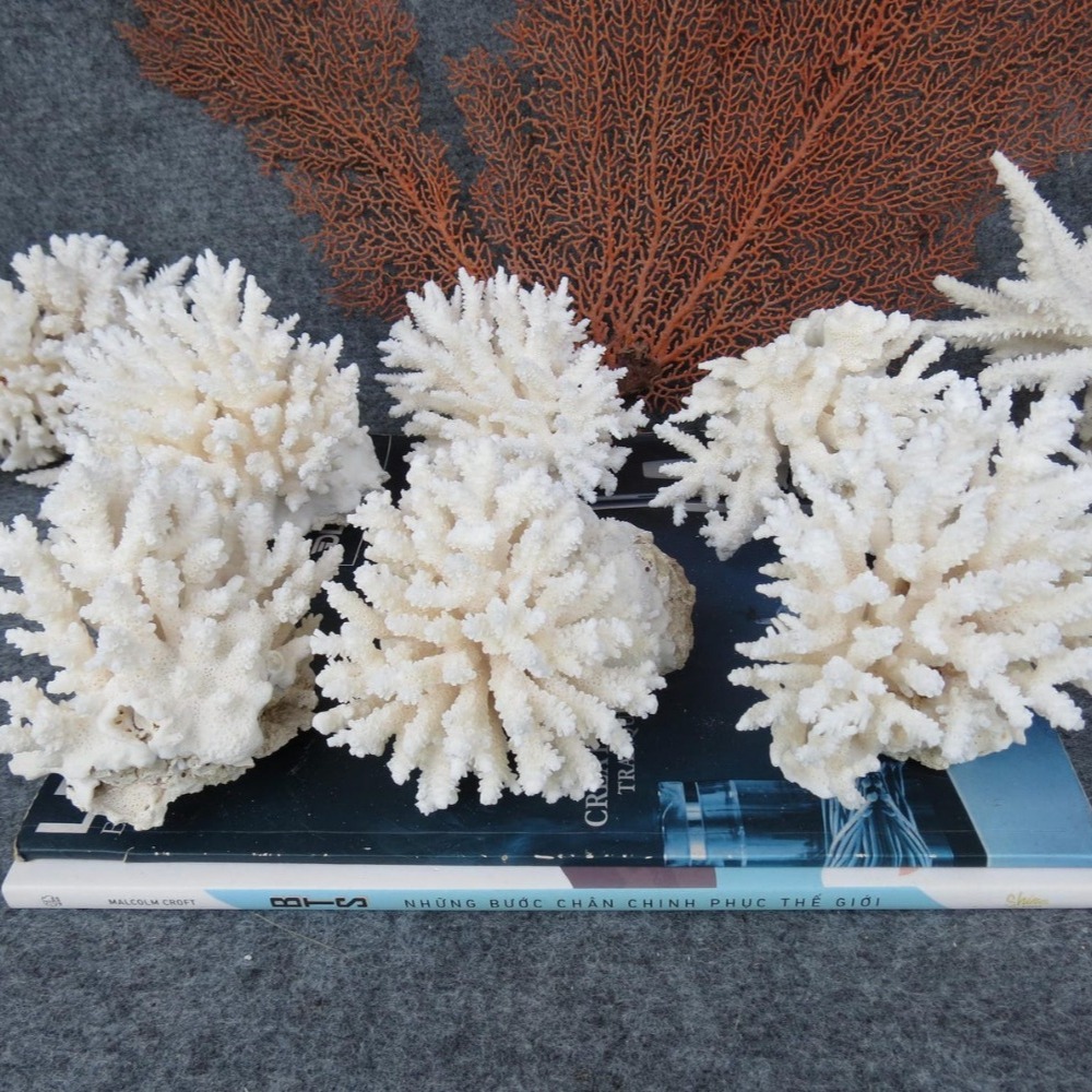1 шт. Натуральный белый коралл – обзор и цена Marine Aquarium & Regional Centre
