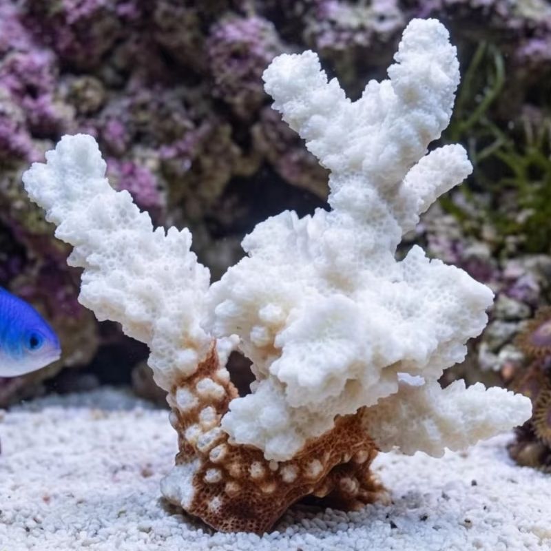 1 шт. Натуральный белый коралл – обзор и цена Marine Aquarium & Regional Centre